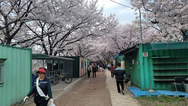 '안양천 벚꽃' 사이로 걷는 시민들. © 실버종합뉴스