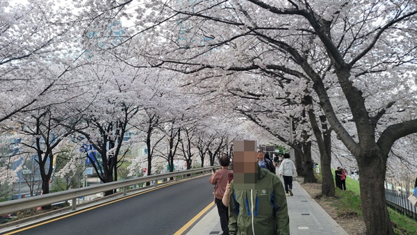 '안양천 벚꽃' 속을 걷는 시민들. © 실버종합뉴스